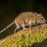 Pest Control Mastery: Eradicating Rats Effectively