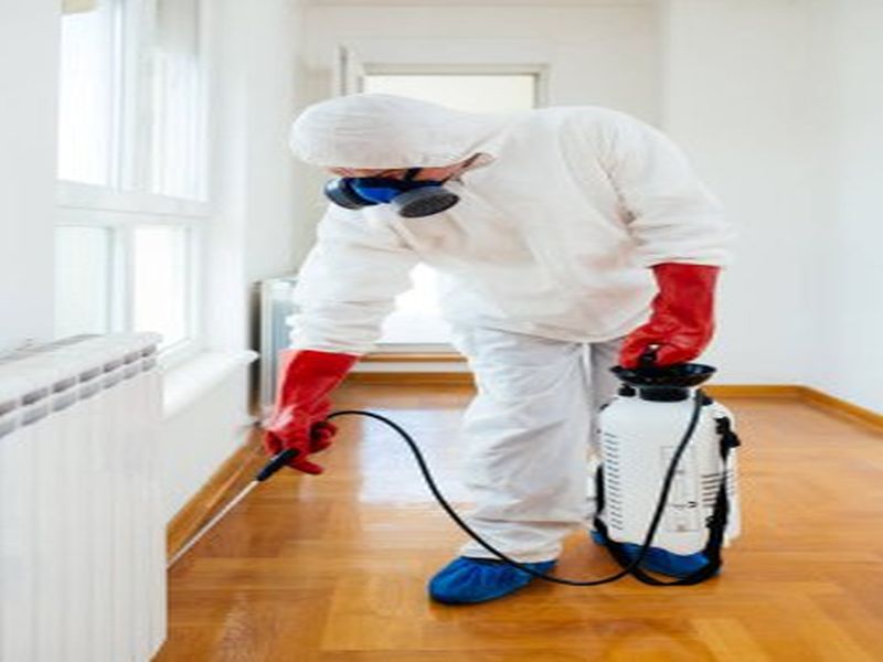 Pest Control Sydney: How to Keep Your Restaurant Free from Pests